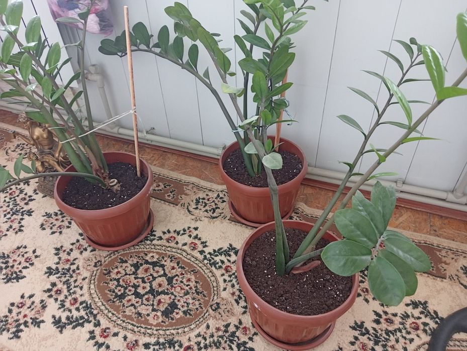 Продам цветы для дома и офиса