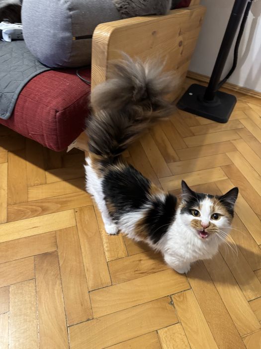 Pisica Munchkin cu pedigree, femela.