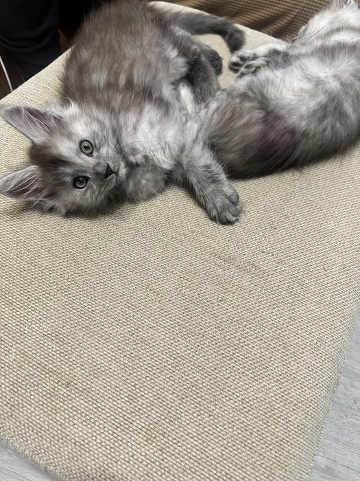 Pui maine coon cu pedigree 3 luni