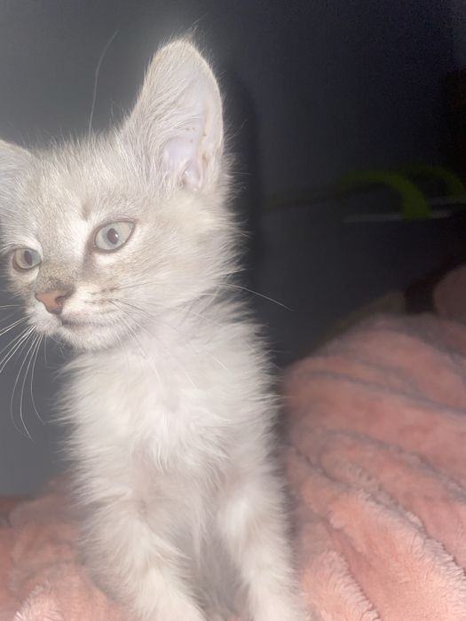 Котенок мальчик 3-4 месяц