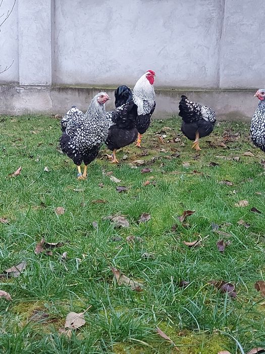 Oua Wyandotte Argintiu