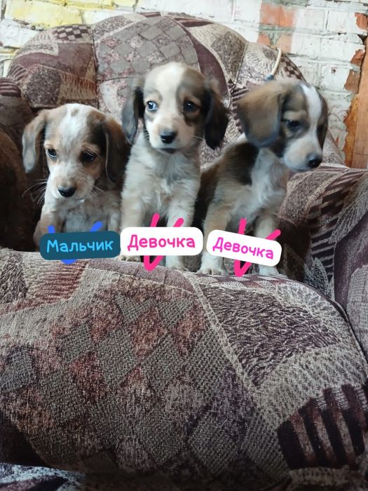 Щенки ищут себе дом!