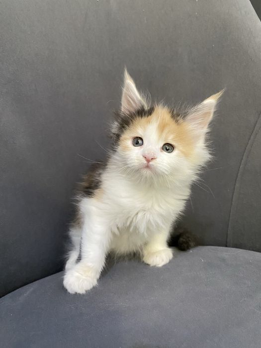 Котята мейн кун в Астане