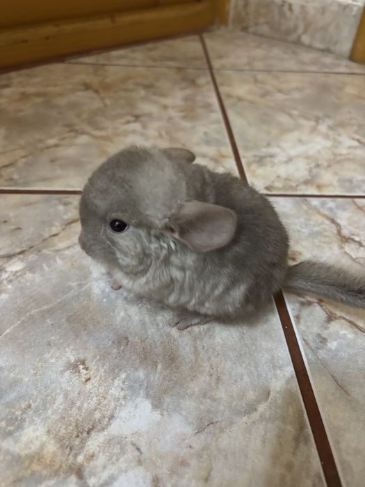 3 băieței de chinchilla își caută o căsuță iubitoare!