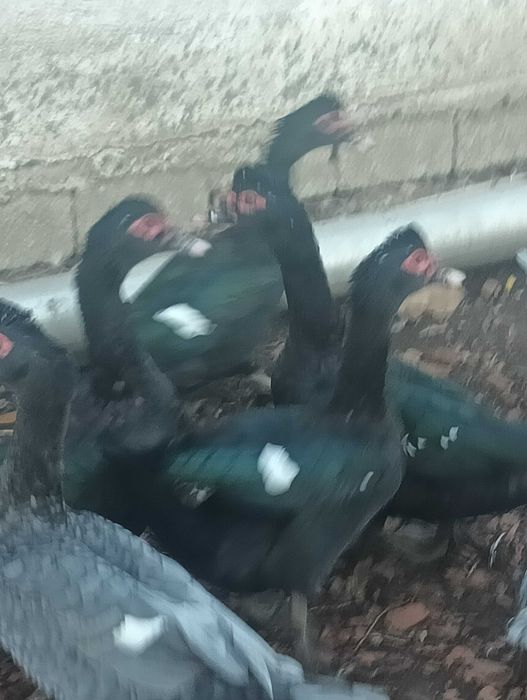 Rate mute de vanzare