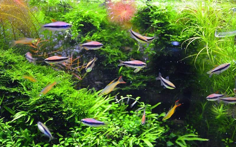 Королевская Тетра