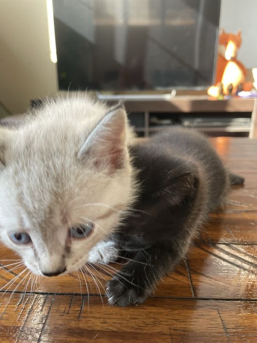 Котята  1,5 мес. Красивые шустрые .