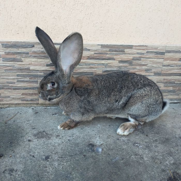 Vînd o femelă și un mascul uriaș german gri