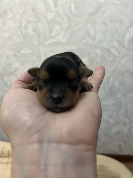 Продам щенят Йорка