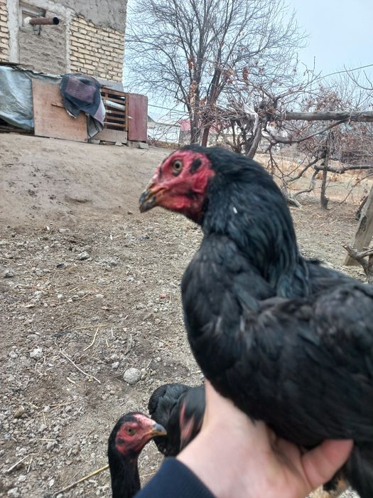 Хўрозлар даканг соғлом