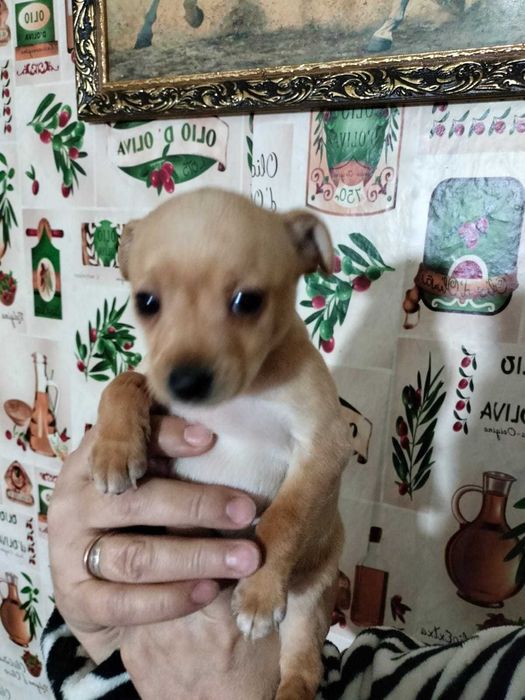 Маленькое счастье ищет дом