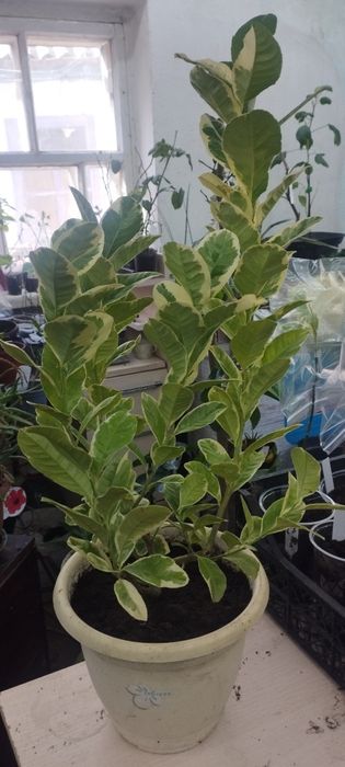 Вариегатный , плодоносящий лимон фолис