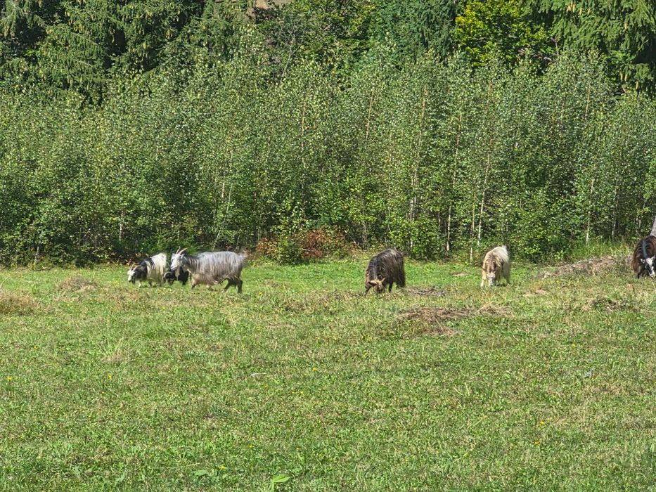 Animale domestice