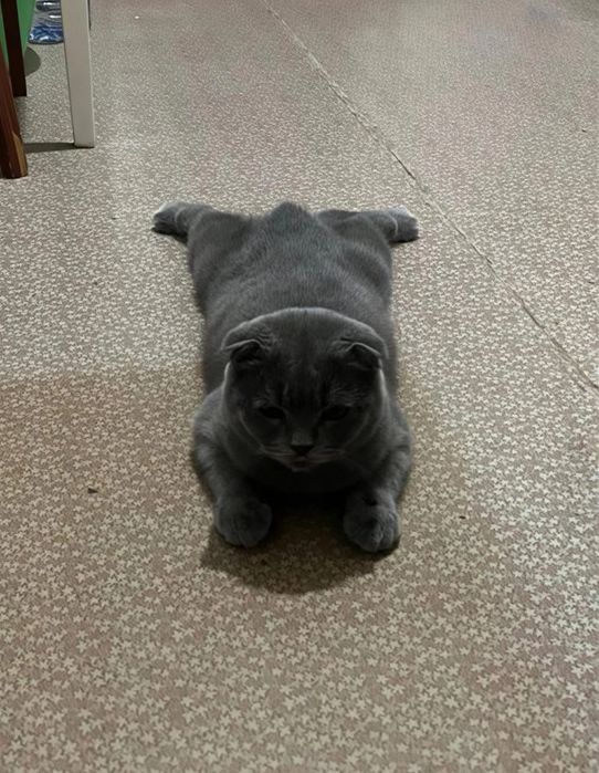 Skotish fold шотландский скоттиш фолд мальчик