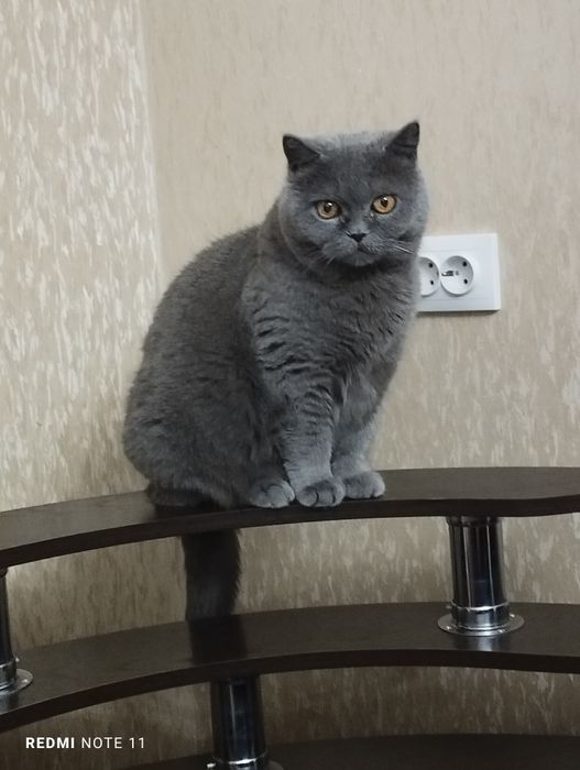 Продам котят 6000