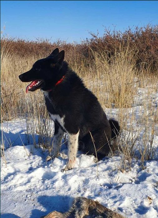 Вязка РЕЛ Руско Евпопейская Лайка