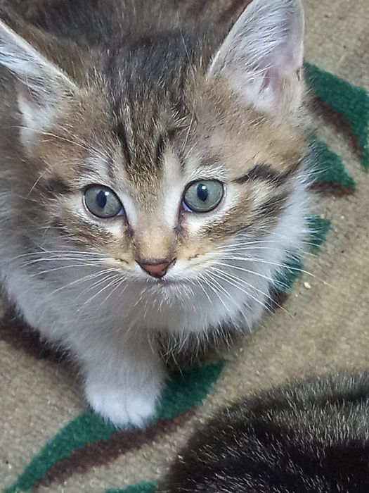 Отдам котят в хорошие руки