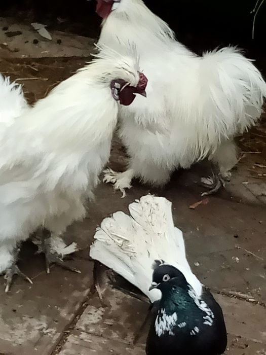 Продам китайских петушков