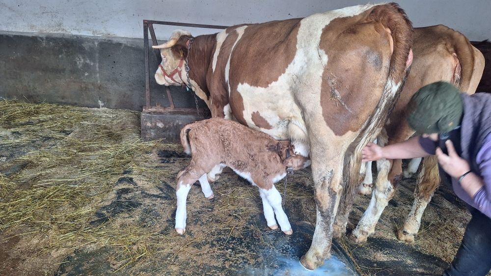 Vand vaci fatate si gestante