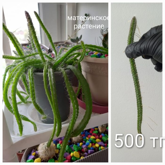 продажа комнатных цветов