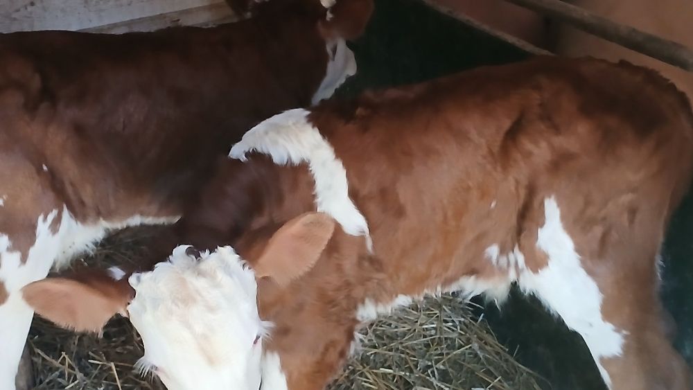 Vitei de lapte și intarcati