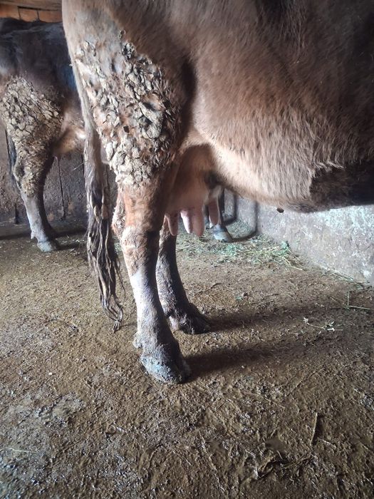 Vand 2 vaci foarte bune