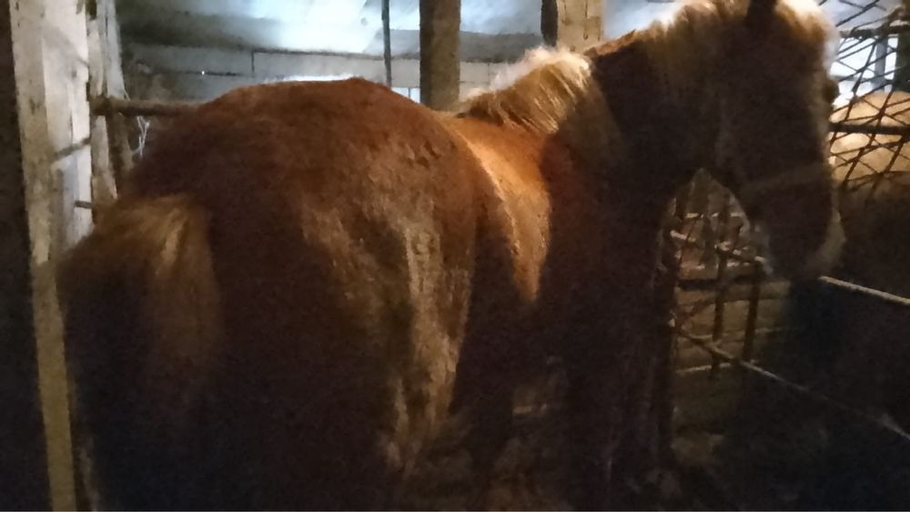 Семіз откорм Құнан сатылады