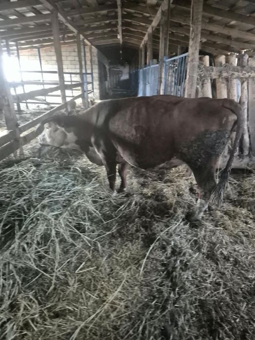 Продам корову корову