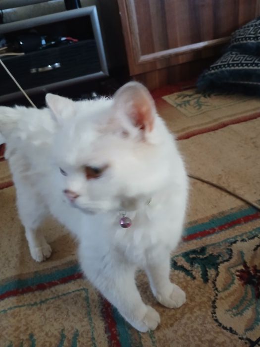 Скотч фолд женский