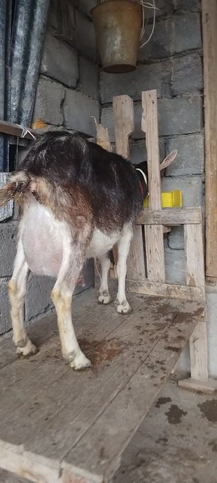 Альпийский ешкі сатылады