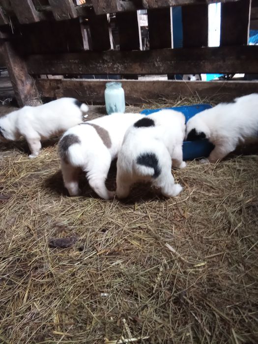 Продам щенков азиатов алабай