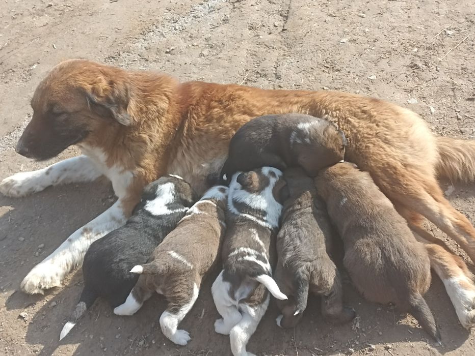 Onasi chupon otasi alabay bir dona modasi qolgan tekin bervoraman