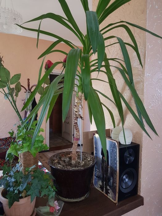 Комнатные растения