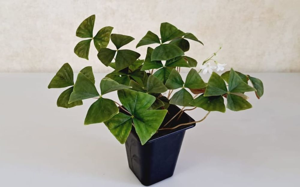 Оксалис  (кислица)