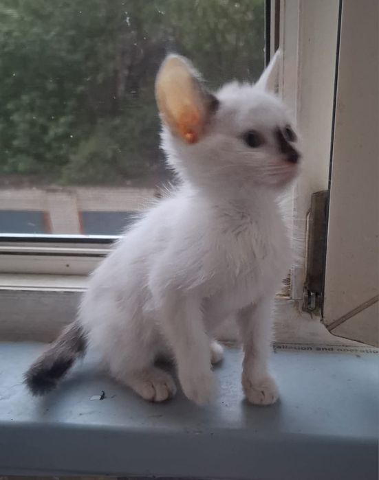 Красивый котенок-девочка в добрые руки
