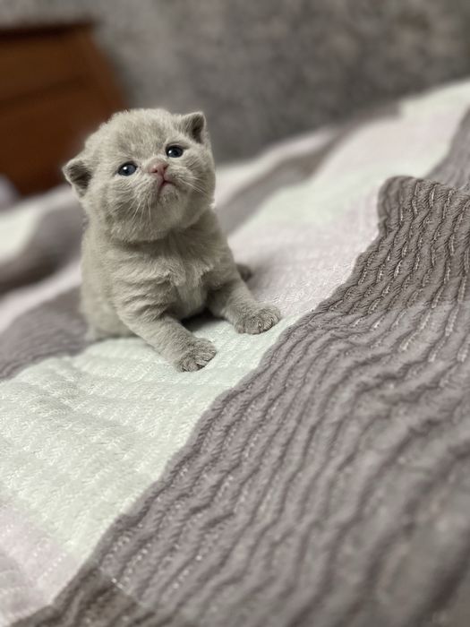 Шотландская девочка