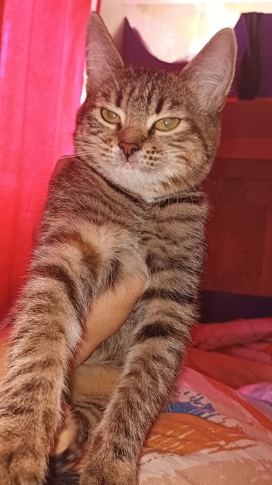 Отдам в добрые руки