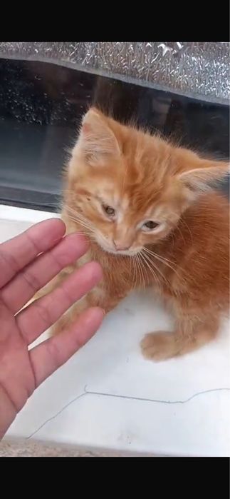 Отдам котенка бесплатно