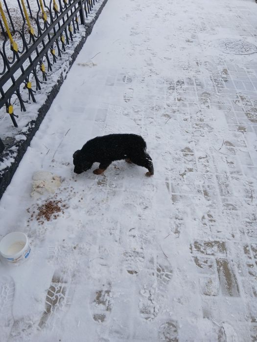 Домашние животные