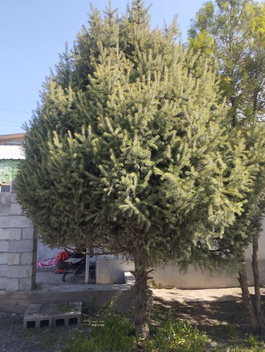 Продам ёлки ёлка