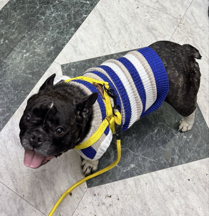 Продам девочку французкий бульдог