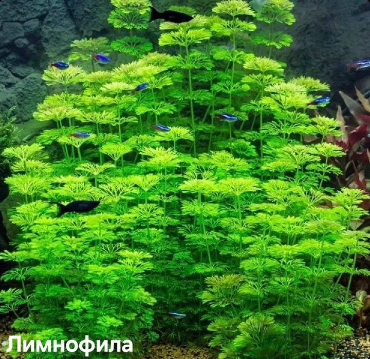 Со2 без него растут