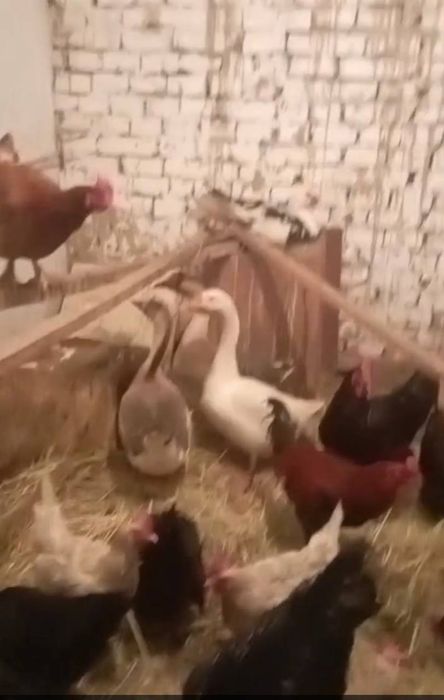 Молодые куры несушки, петухи, гуси