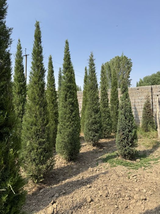 Majveniy archalarimiz sotiladi boyi 3.5m dan tanlab osela boladi