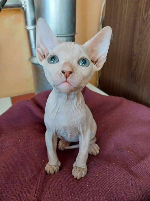 Котенок сфинкса канадский