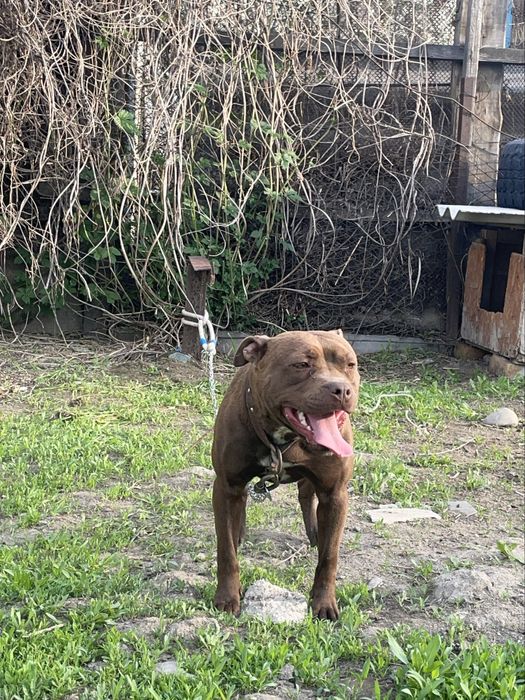 Рр пит красный нос (сука)продаеттся