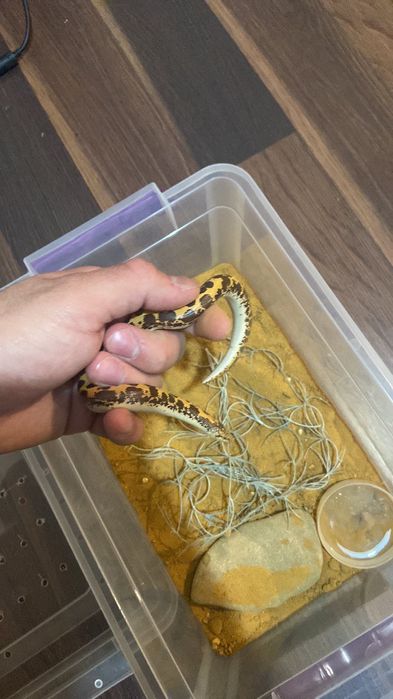 Кенийска пясъчна боа мъжка и женска !!!