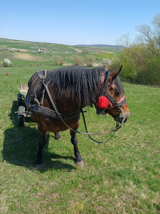 Vând iapa de 5 ani
