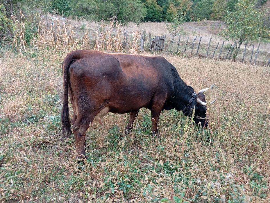 Vaca cu vițel și viței