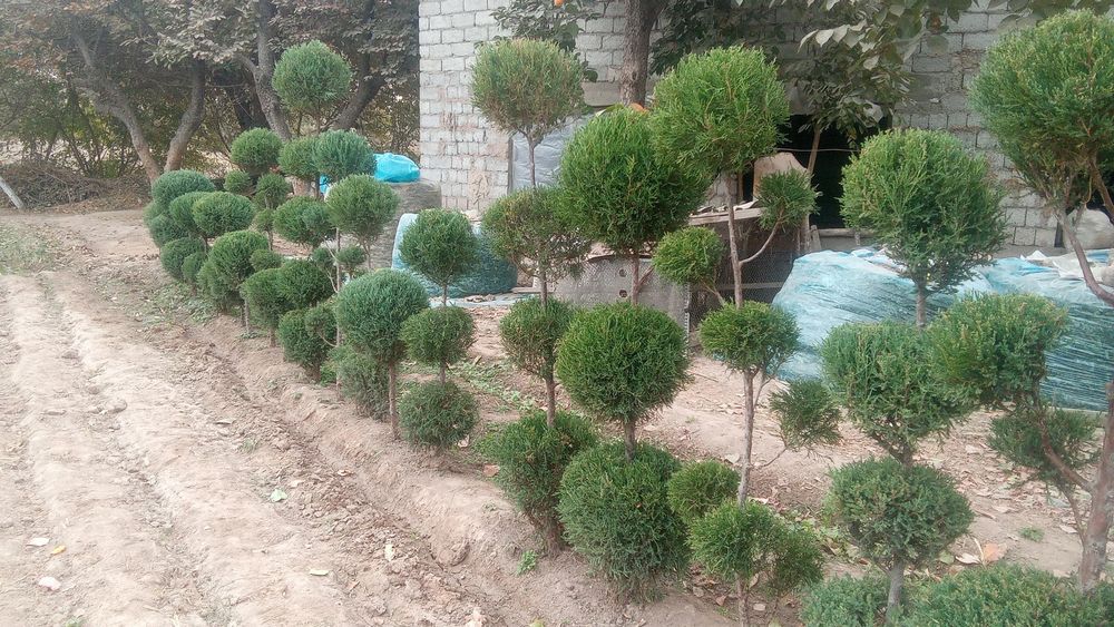 archa koʻchatlari bor